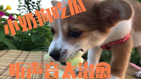 吃瓜小狗比熊,吃瓜小狗与比熊的欢乐日常