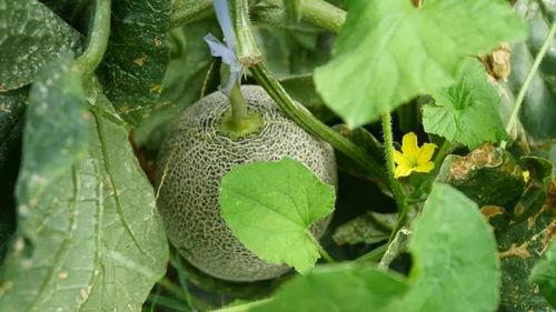 吃瓜不说送瓜人,揭秘网络舆论背后的真相与反思