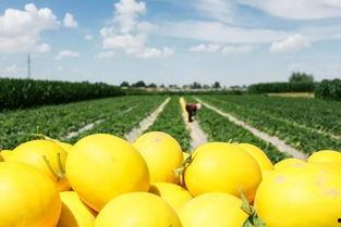 昨天吃蜜瓜好吗,昨天甜蜜滋味回顾