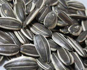 手拿瓜子吃瓜图,品味生活之趣