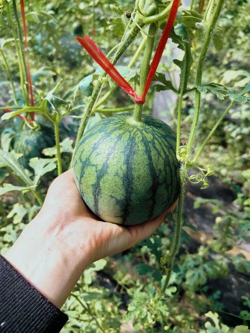 吃瓜侃史,吃瓜群众视角下的历史风云录