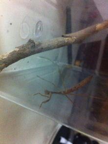 螳螂吃小瓜,自然界的生存法则演绎