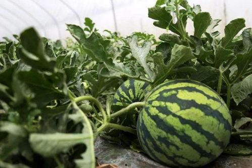 杭州龙井路吃瓜,探寻瓜果飘香的市井生活