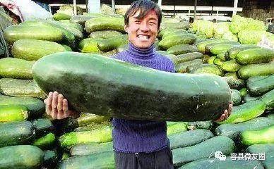吃瓜群众种植大瓜,揭秘瓜农的甜蜜事业