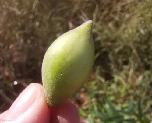 吃梢瓜减肥吧,天然美味，轻松瘦身新选择