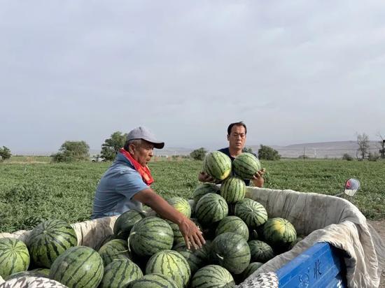 吃瓜雨林,探寻吃瓜雨林的奇妙之旅