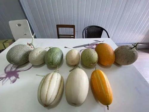 杭州中学吃瓜,一场吃瓜群众的美食探秘之旅