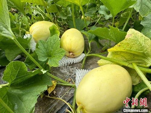 甘肃脆瓜怎么吃,甘肃脆瓜的多样食法探索