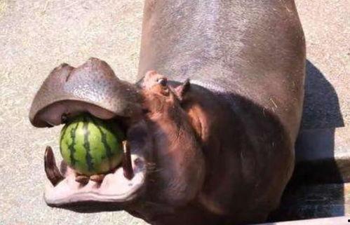河马吃瓜视频搞笑,笑料横生，欢乐无限！