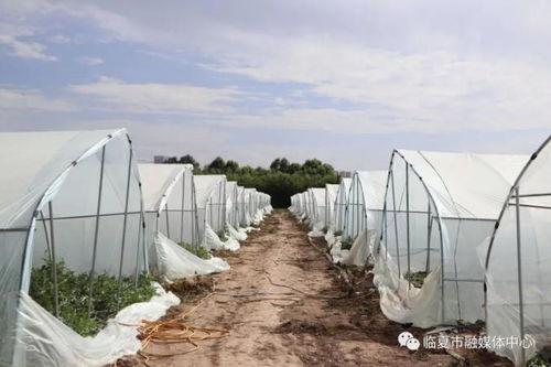 摄影吃瓜临夏,捕捉瓜果飘香的美好时光