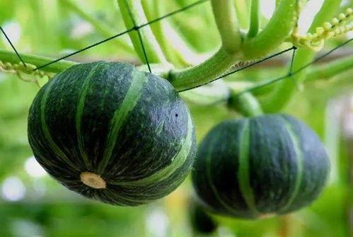 奉化14中吃瓜,揭秘校园里的“瓜田”风云